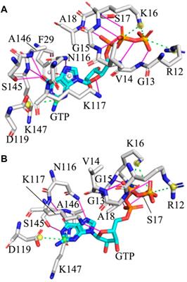 Free Energy Profiles Relating With Conformational Transition of the Switch Domains Induced by G12 Mutations in GTP-Bound KRAS